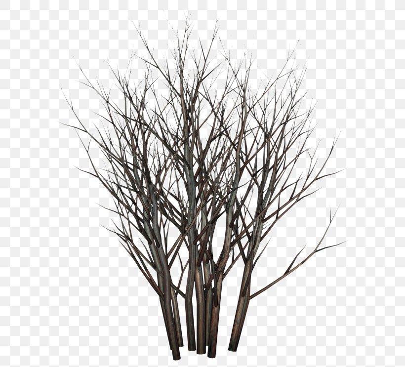 Twig Tree Planting Shrub, PNG, 654x743px, Twig, Artlantis, Black And White, Branch, Grass Download Free