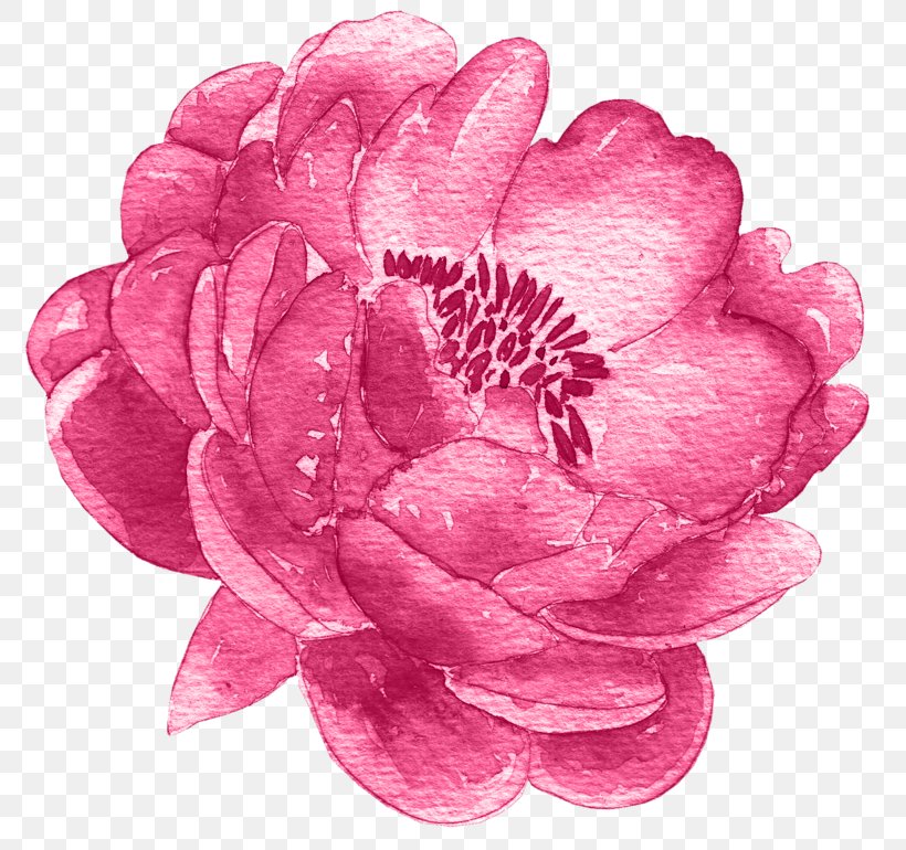 Watercolor Pink Flowers, PNG, 800x770px, Flower, Camellia, Chinese Peony, Colored Pencil, Cut Flowers Download Free