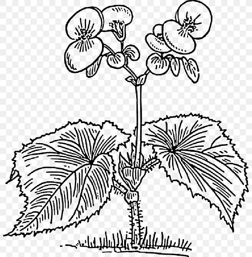 Drawing Clip Art Elatior Begonia Wax Begonia, PNG, 800x835px, Drawing, Arecales, Begonia, Blackandwhite, Botany Download Free