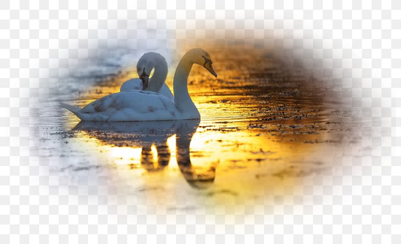 Duck Bird Sunrise Mute Swan Desktop Wallpaper, PNG, 800x500px, Duck, Animal, Aspect Ratio, Beak, Bird Download Free