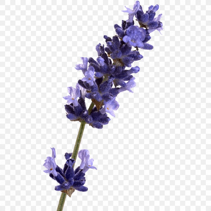 English Lavender Honey Lavender Ieuan Lavender Oil, PNG, 1000x1000px, Watercolor, Cartoon, Flower, Frame, Heart Download Free