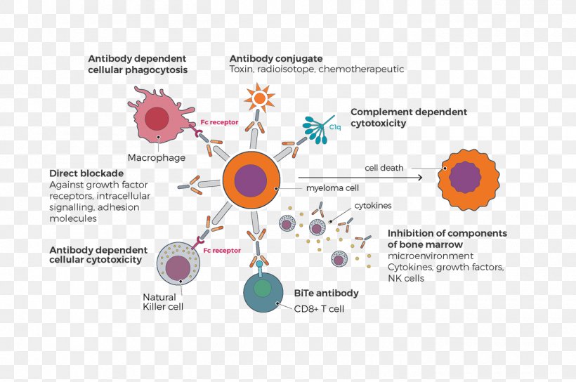 Graphic Design Graphics Macrophage Illustration Immune System, PNG, 1400x930px, Macrophage, Bone Marrow, Brand, Diagram, Immune System Download Free