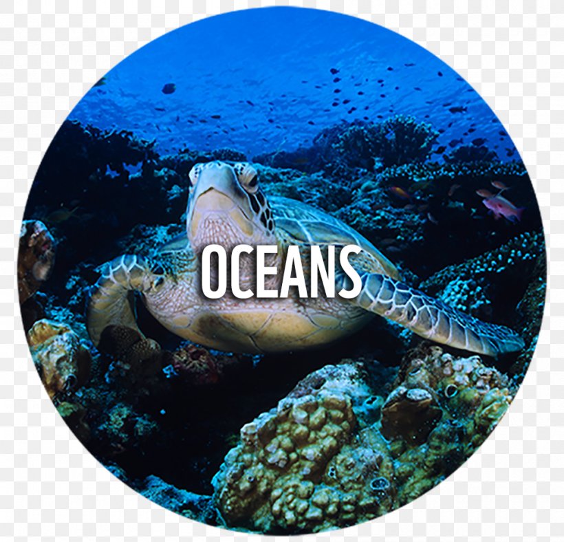 Loggerhead Sea Turtle World Wide Fund For Nature Conservation Ecology, PNG, 1000x962px, Loggerhead Sea Turtle, Animal, Aqua, Cheloniidae, Conservation Download Free