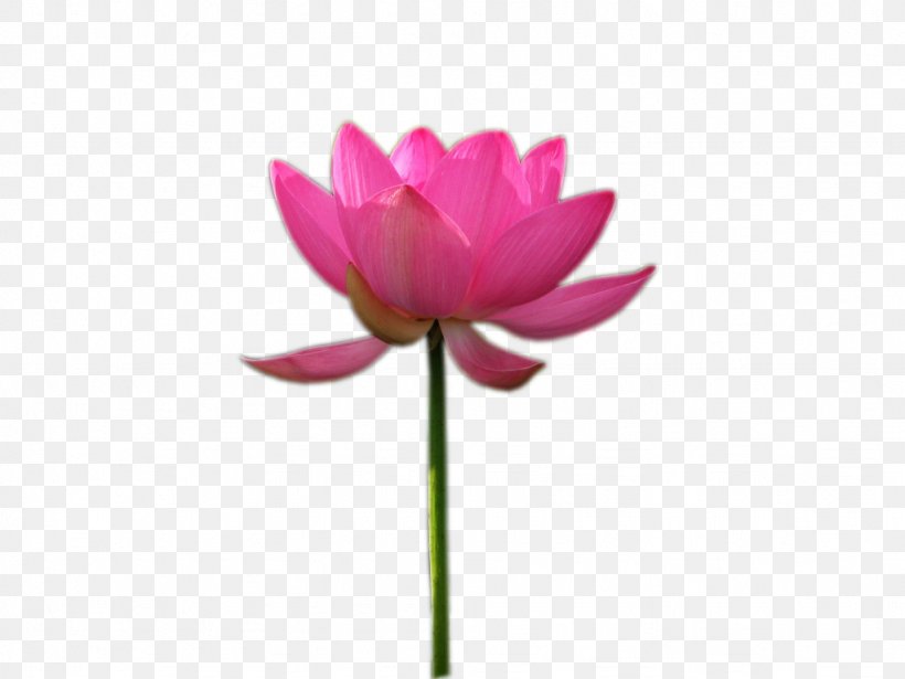 Pink M MTN Group Plant Stem RTV Pink Lotus-m, PNG, 1024x768px, Pink M, Aquatic Plant, Flora, Flower, Flowering Plant Download Free