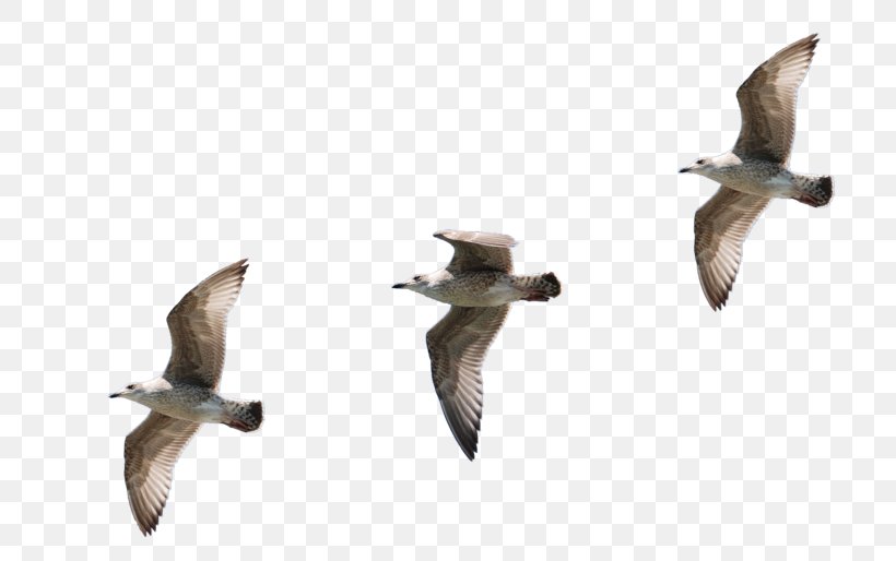Bird Gulls Flight Goose Clip Art, PNG, 768x514px, Bird, Beak, Bird Migration, Charadriiformes, Chimney Swift Download Free
