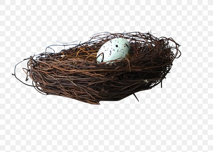 Bird Nest Egg, PNG, 3056x2184px, Bird, Bird Nest, Egg, Gratis, Nest Download Free
