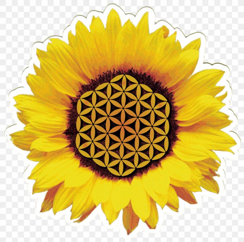 Common Sunflower Desktop Wallpaper Sunflower Seed Display Resolution, PNG, 1000x995px, Common Sunflower, Cut Flowers, Daisy Family, Display Resolution, Flower Download Free