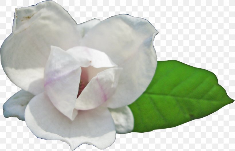 Download Flower Magnolia 23, PNG, 1200x771px, 2017, Flower, Cut Flowers, Flowering Plant, Magnolia Download Free