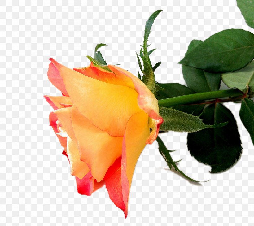 Garden Roses Beach Rose Floribunda Bud Petal, PNG, 1200x1069px, Garden Roses, Beach Rose, Bud, Cut Flowers, Designer Download Free