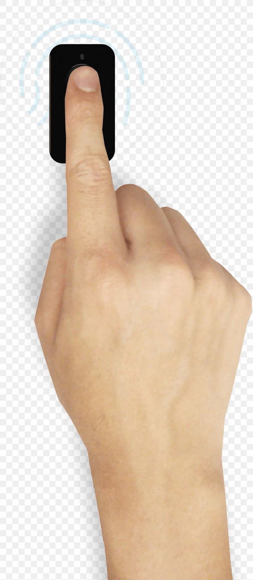Thumb Hand Model Nail, PNG, 1003x2303px, Thumb, Arm, Close Up, Closeup, Finger Download Free