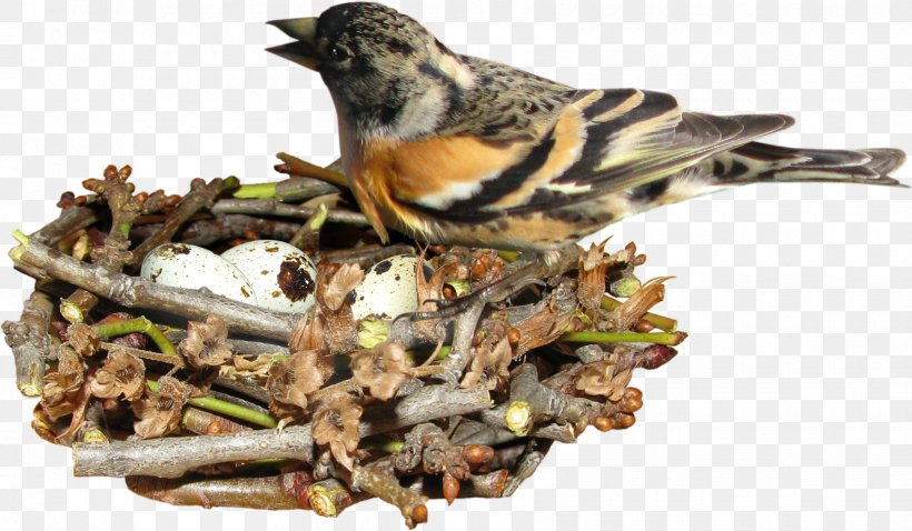 Edible Birds Nest Egg, PNG, 1700x993px, Bird, Beak, Bird Food, Bird Nest, Branch Download Free