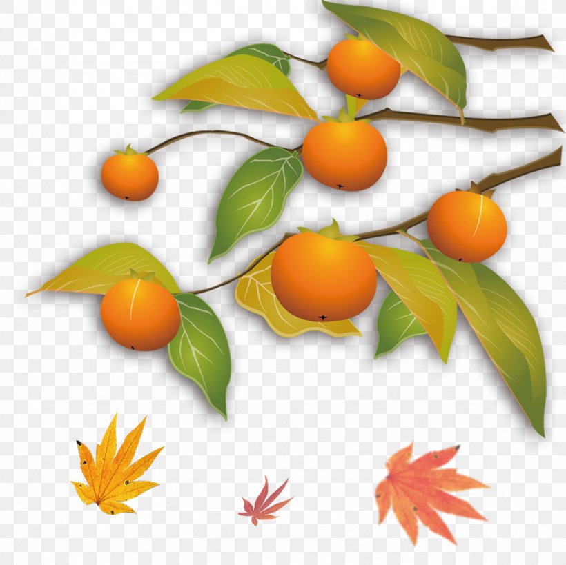 Kumquat Autumn Mandarin Orange Tangerine, PNG, 1181x1181px, Kumquat, Advertising, Autumn, Bitter Orange, Branch Download Free