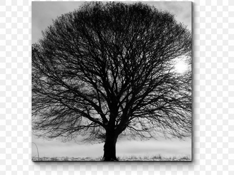 Black And White Branch Tree Stock Photography, PNG, 1400x1050px, Black And White, Art, Branch, Monochrome, Monochrome Photography Download Free
