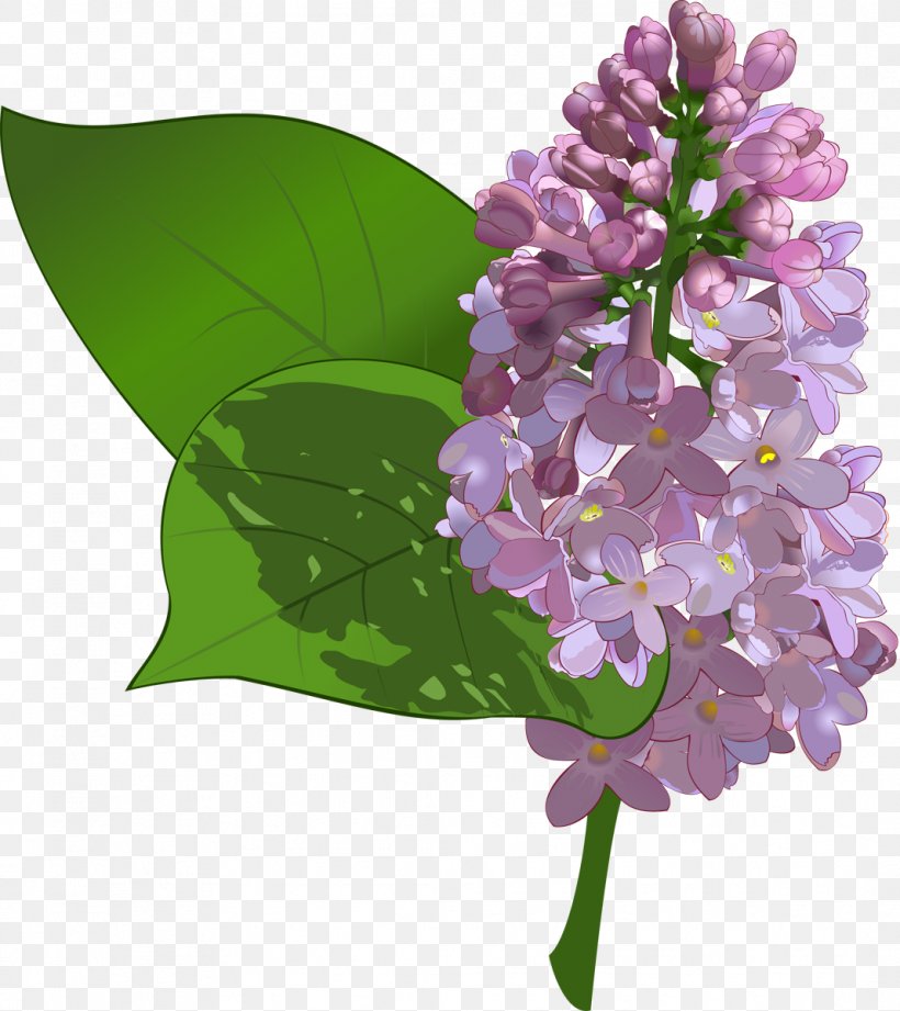 Common Lilac Flower Purple Clip Art, PNG, 1068x1200px, Common Lilac, Color, Cut Flowers, Drawing, Floral Design Download Free