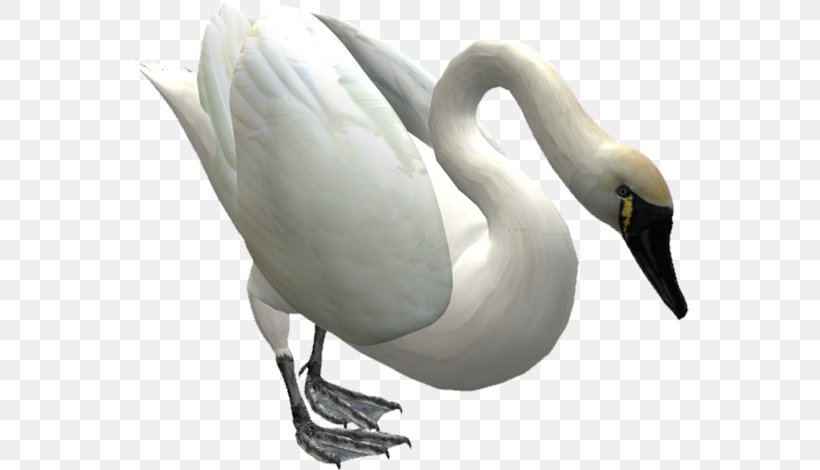 Duck Cygnini Mute Swan Bird, PNG, 559x470px, Duck, Beak, Bird, Cygnini, Drawing Download Free