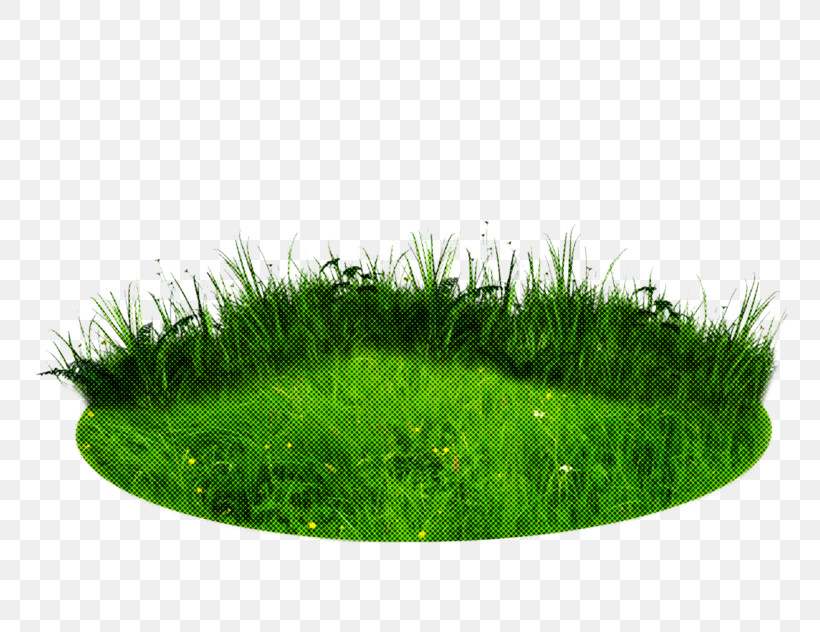 Grass Green Lawn Plant Grass Family, PNG, 790x632px, Grass, Grass Family, Green, Herb, Lawn Download Free