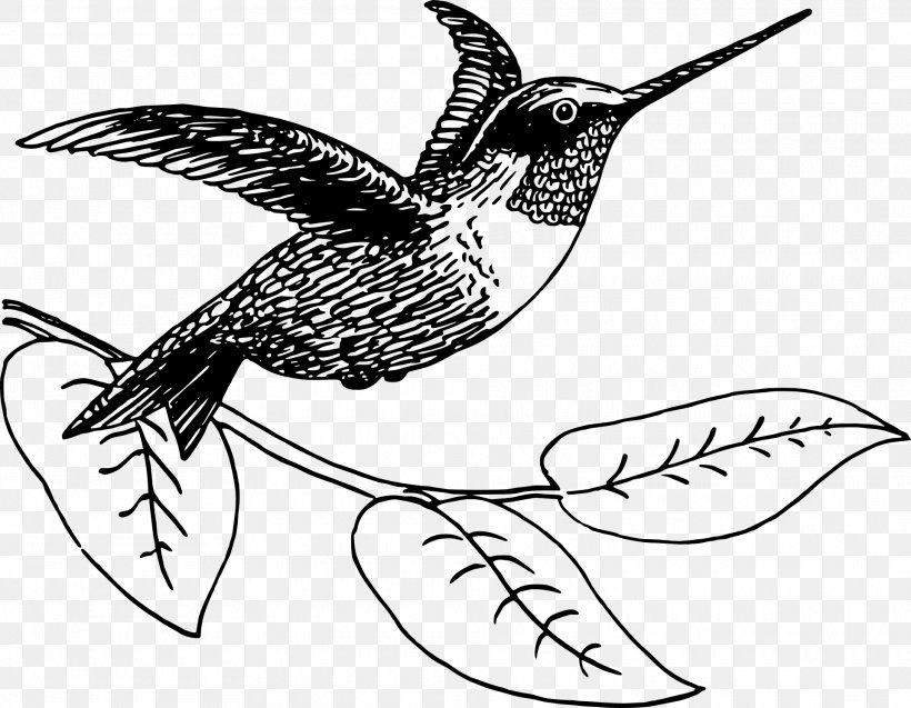 Hummingbird Drawing Clip Art, PNG, 1920x1492px, Hummingbird, Art, Artwork, Beak, Bird Download Free