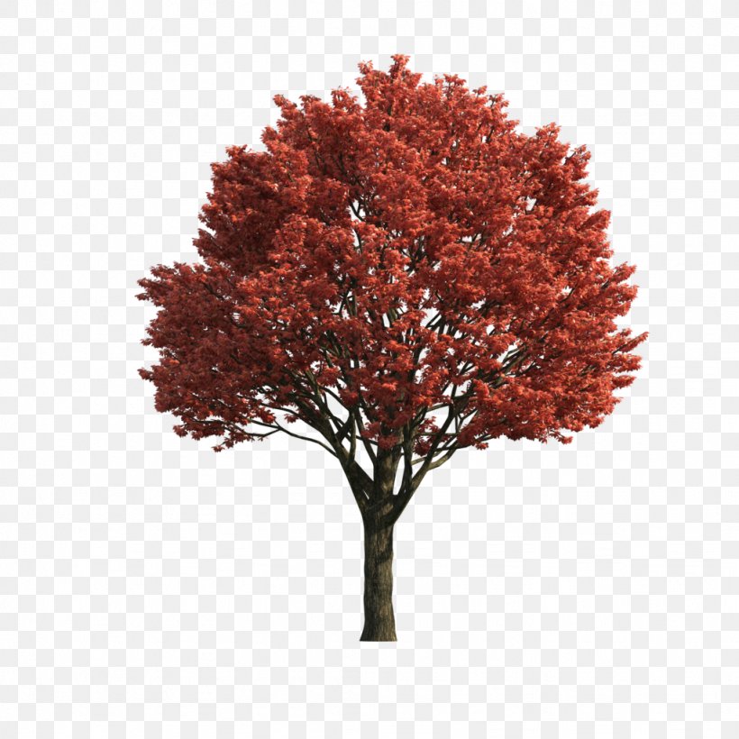 Japanese Maple Acer Japonicum Red Maple Sugar Maple Tree, PNG, 1024x1024px, Japanese Maple, Acer Japonicum, Branch, Leaf, Maple Download Free