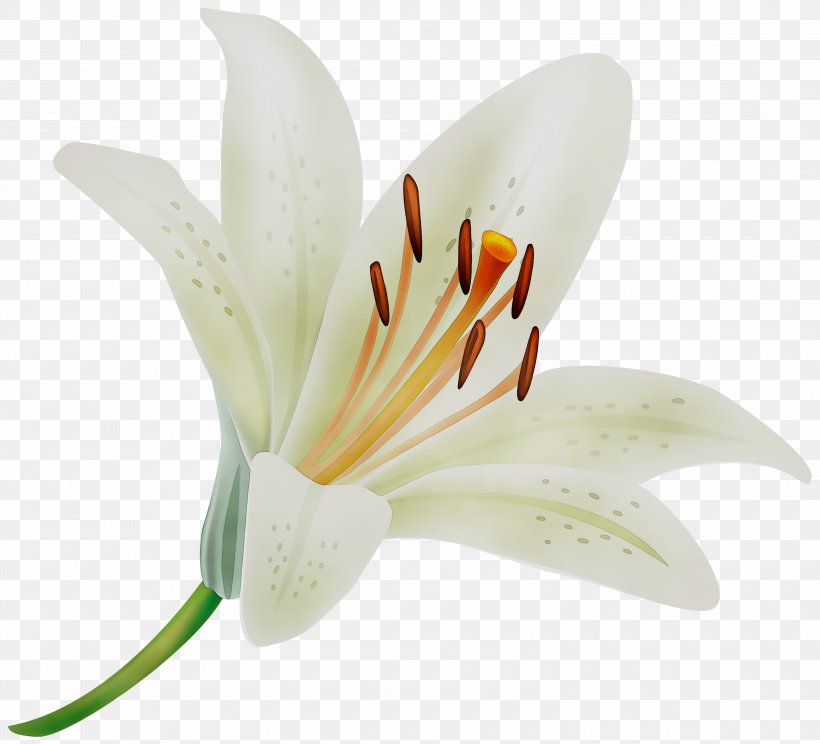 Madonna Lily Clip Art Transparency Image, PNG, 3000x2723px, Madonna Lily, Botany, Crocus, Easter Lily, Flower Download Free
