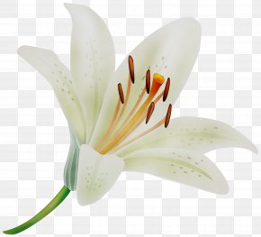 Clip Art Image GIF Madonna Lily, PNG, 6000x5078px, Madonna Lily ...