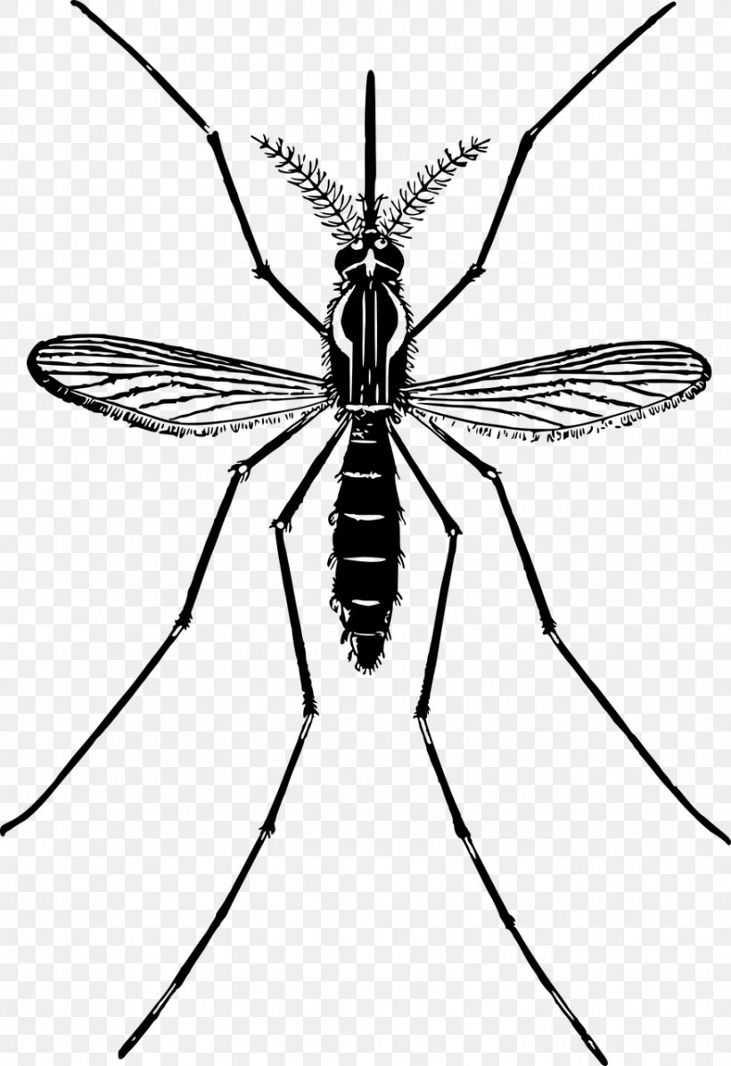 Mosquito Clip Art, PNG, 878x1280px, Mosquito, Arthropod, Artwork, Black And White, Brush Footed Butterfly Download Free