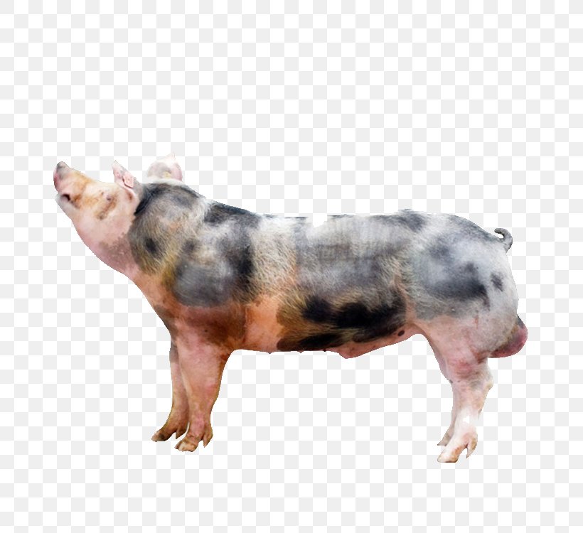 Pixe9train Duroc Pig Animal, PNG, 750x750px, Duroc Pig, Animal, Animal Husbandry, Dog Breed, Domestic Pig Download Free