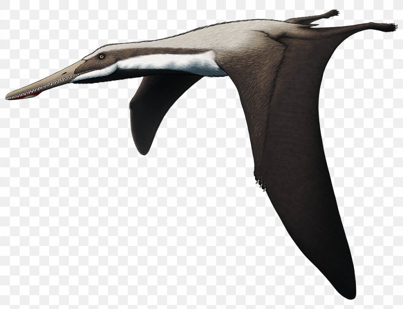 Quetzalcoatlus Pterodactyl Pterosaurs Flight Seabird, PNG, 1000x767px, Quetzalcoatlus, Abra, Beak, Bird, Croods Download Free