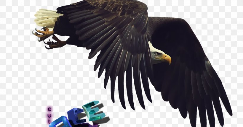 Bald Eagle Bird Flight Desktop Wallpaper, PNG, 1200x630px, Bald Eagle, Accipitriformes, Beak, Bird, Bird Flight Download Free