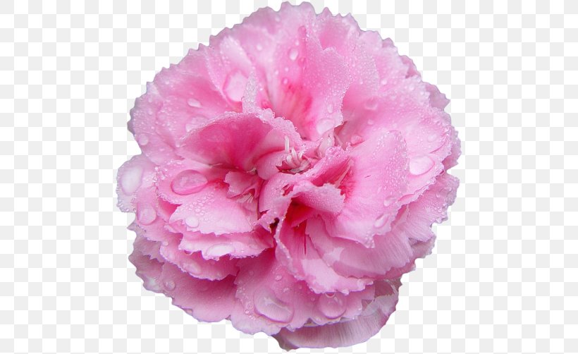 Pink Flowers Rose Carnation Lilium, PNG, 500x502px, Flower, Arumlily, Azalea, Carnation, Common Sunflower Download Free