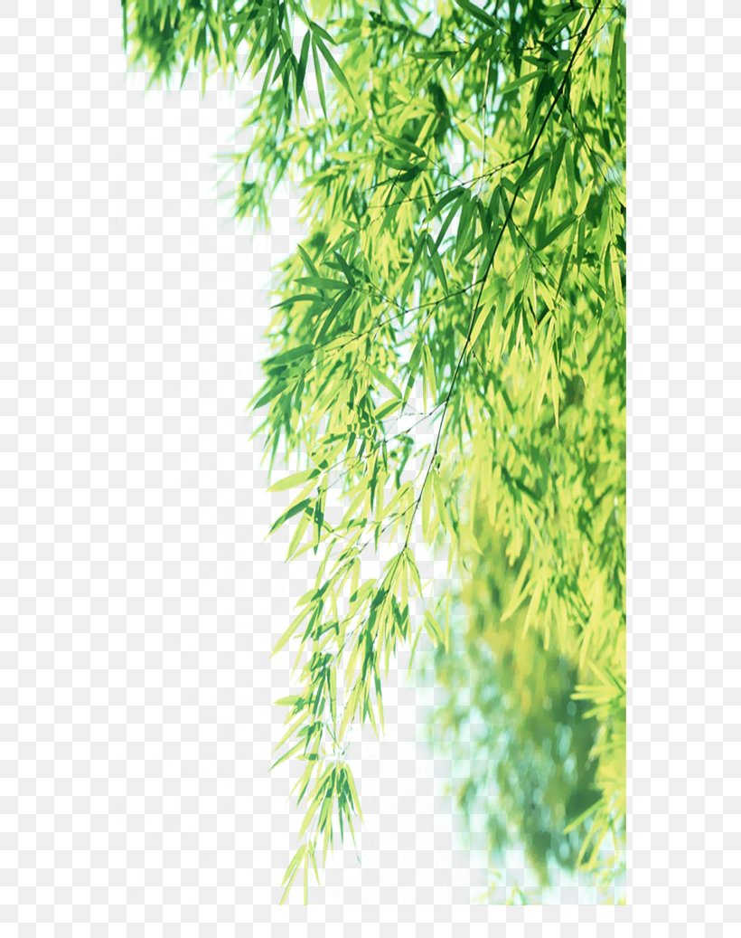Weeping Willow Leaf Branch, PNG, 566x1037px, Weeping Willow, Branch, Evergreen, Fiber, Grass Download Free