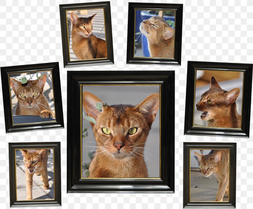 Whiskers Cat Picture Frames Collage, PNG, 1600x1325px, Whiskers, Carnivoran, Cat, Cat Like Mammal, Collage Download Free
