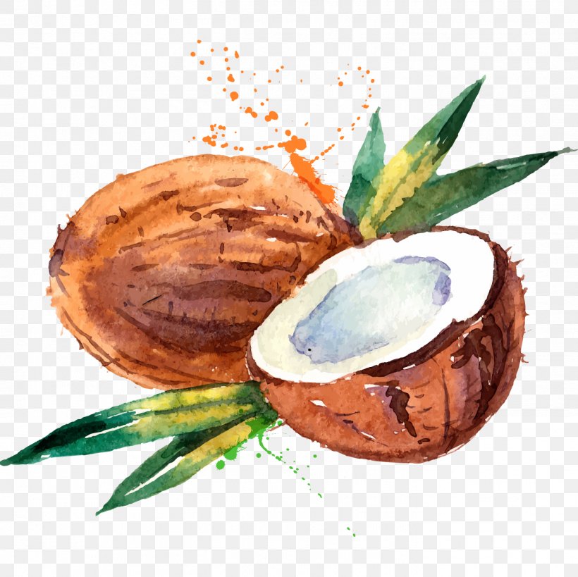 Coconut Water Coconut Milk Watercolor Painting, PNG, 1419x1418px, Coconut Water, Coconut, Coconut Milk, Coconut Oil, Drawing Download Free