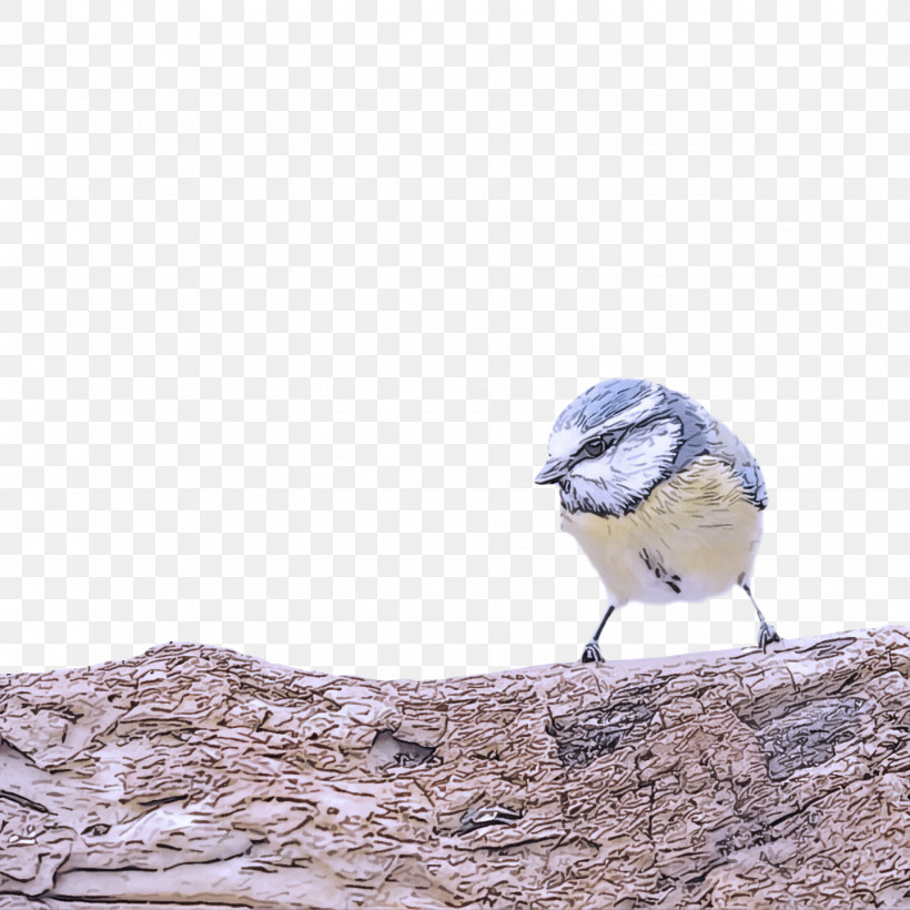 Feather, PNG, 1440x1440px, Blue Jay, Beak, Chickadee, Feather Download Free