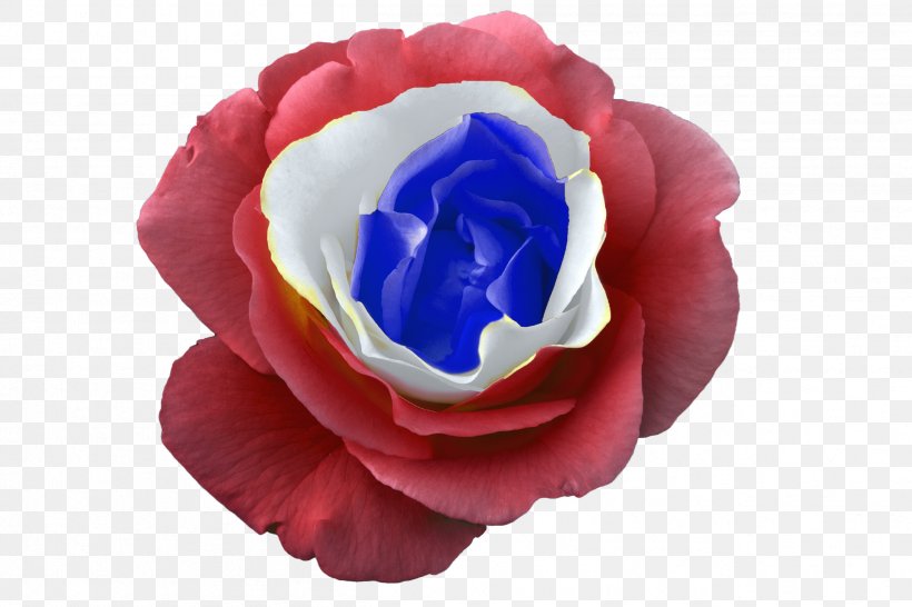 Garden Roses France Blue Rose, PNG, 2508x1672px, Garden Roses, Blog, Blue, Blue Rose, Cobalt Blue Download Free