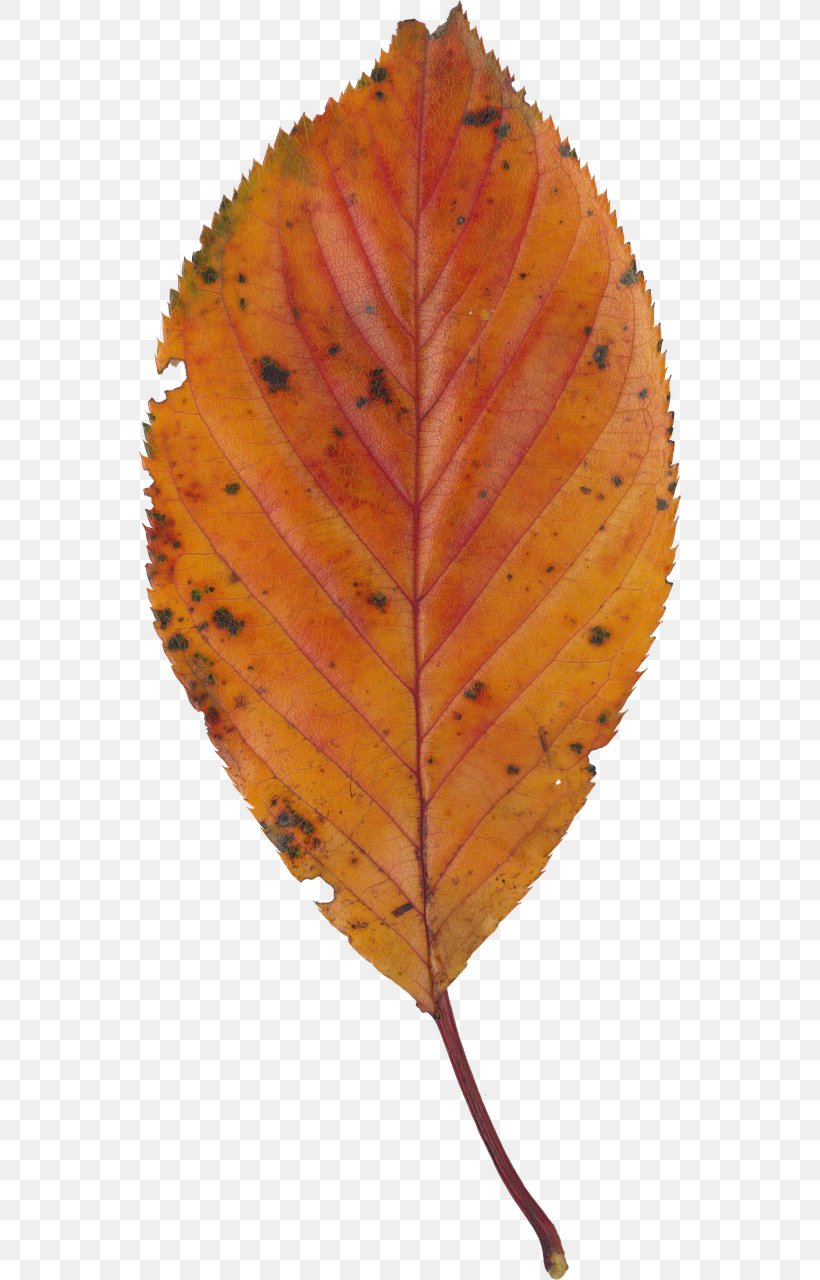 Leaf Deciduous, PNG, 542x1280px, Leaf, Deciduous, Orange, Plant Download Free