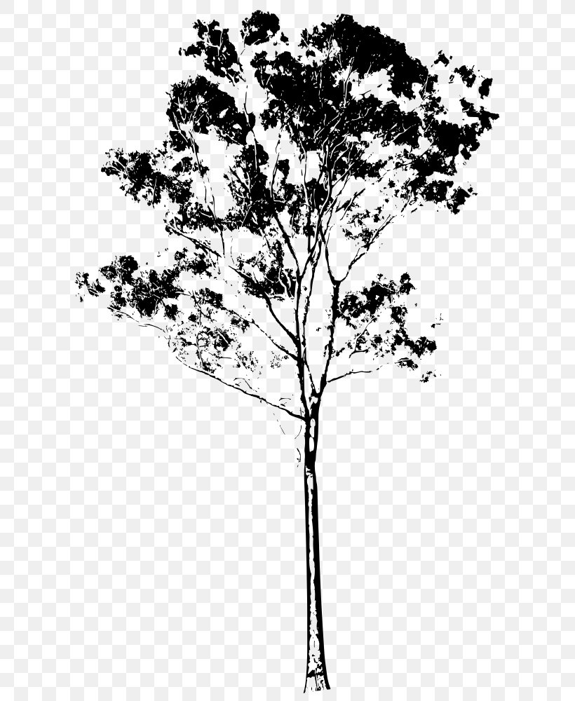 Tree Drawing Eucalyptus Gunnii Eucalyptus Honey, PNG, 635x1000px, Tree, Black And White, Branch, Color, Corymbia Download Free
