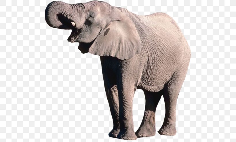 African Bush Elephant Elephants Clip Art Psd, PNG, 510x492px, African Bush Elephant, African Elephant, Elephant, Elephants, Elephants And Mammoths Download Free