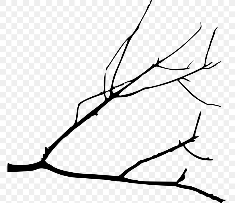 Branch Clip Art Drawing Tree, PNG, 768x708px, Branch, Art, Black, Blackandwhite, Botany Download Free