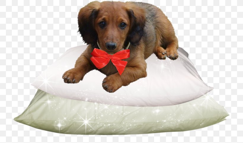 Dachshund Dog Breed Puppy Companion Dog Clip Art, PNG, 732x482px, Dachshund, Animal, Breed, Color, Companion Dog Download Free