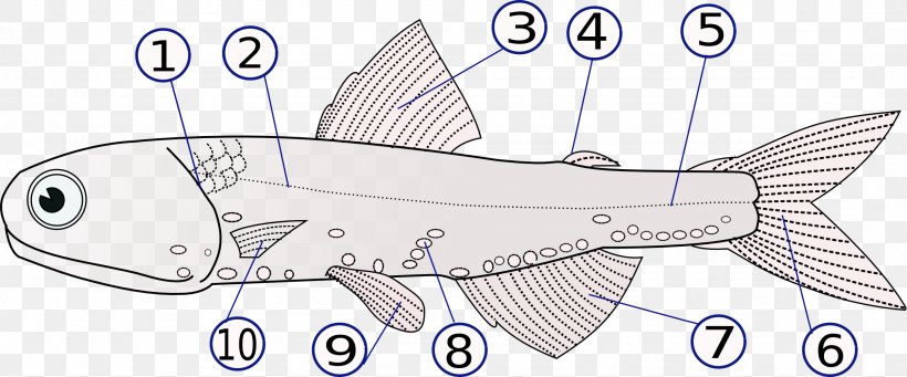 Fish Fin Lateral Line Operculum Fish Anatomy, PNG, 2154x898px, Fish Fin, Anatomy, Area, Artwork, Black And White Download Free