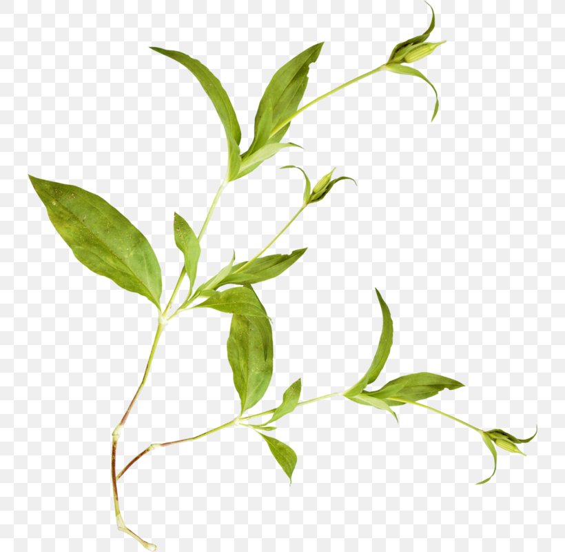Flower Plant Stem KATILIM 30 Herb, PNG, 740x800px, 2014, 2017, Flower, Branch, Grass Download Free