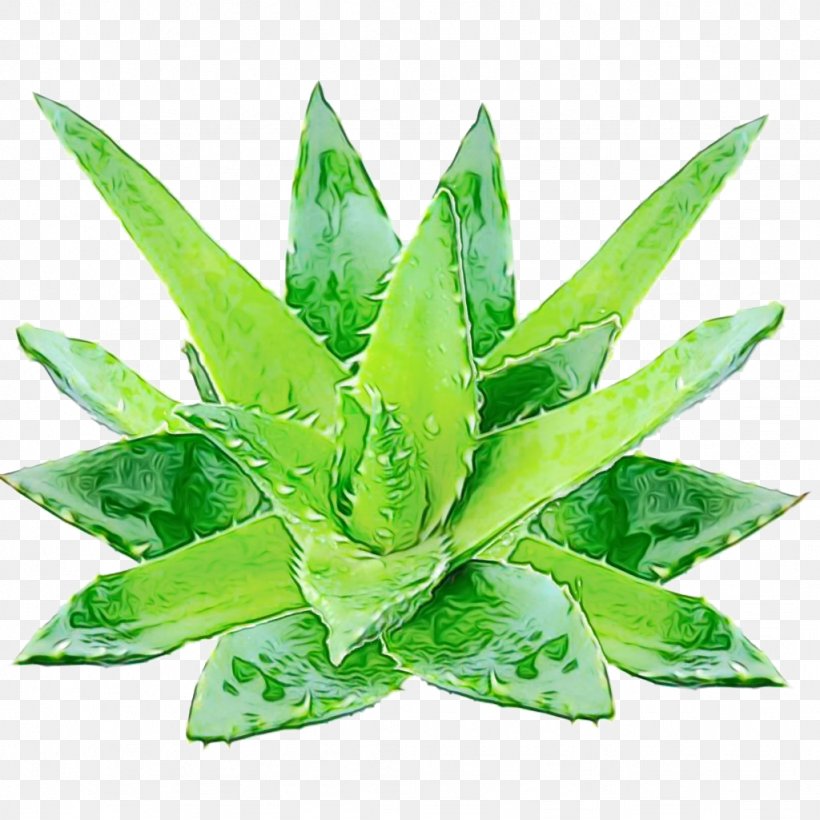 Leaf Green Plant Terrestrial Plant Houseplant, PNG, 1024x1024px, Watercolor, Agave, Aloe, Flower, Green Download Free