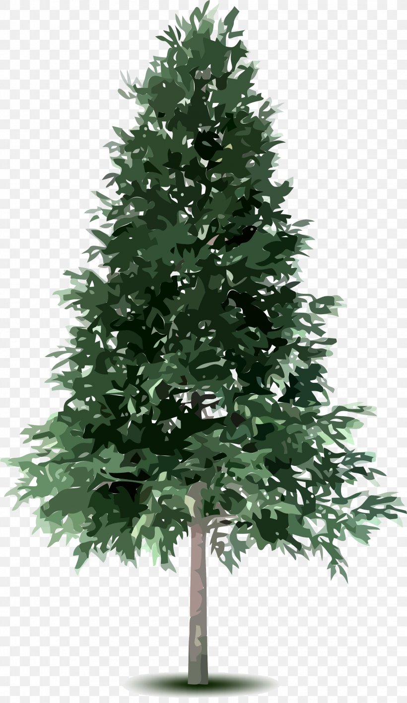 Tree Fir Conifers Spruce, PNG, 2313x3991px, Tree, Branch, Christmas Decoration, Christmas Ornament, Christmas Tree Download Free
