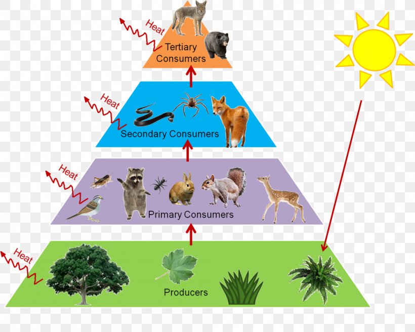 Trophic Level Food Web Food Chain Ecological Pyramid Ecology, PNG, 1000x800px, Trophic Level, Area, Biome, Consumer, Diagram Download Free