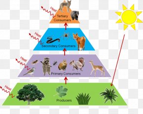 Sahara Gobi Desert Food Chain Food Web, PNG, 1590x1081px, Sahara, Biome