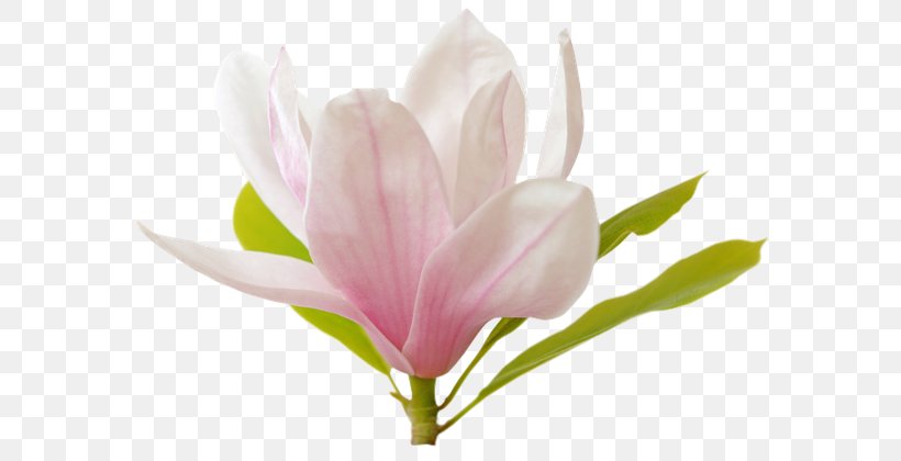 Tulip Plant Stem Bud Petal Herbaceous Plant, PNG, 600x420px, Tulip, Blossom, Bud, Flower, Flowering Plant Download Free