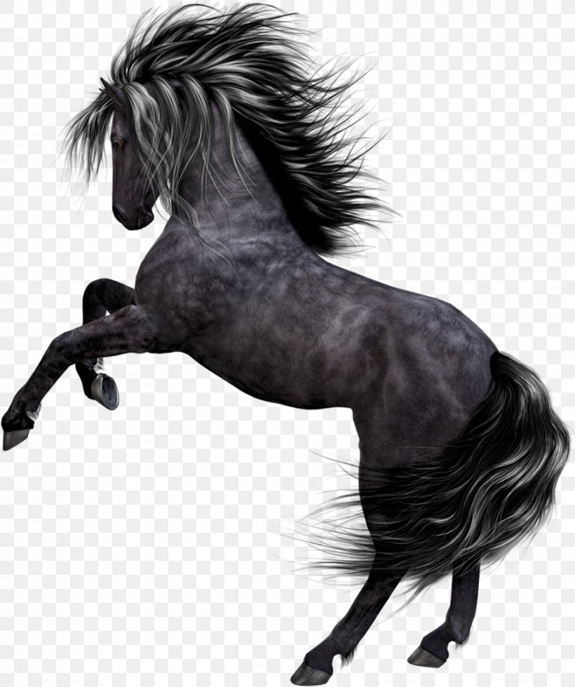 Akhal-Teke Mustang Arabian Horse Stallion Pony, PNG, 903x1080px, Akhalteke, Animal, Arabian Horse, Black And White, Bridle Download Free