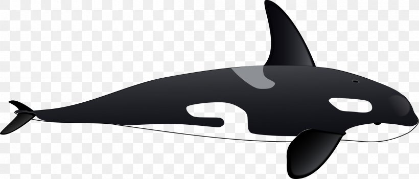 Killer Whale Drawing Clip Art, PNG, 2400x1027px, Killer Whale, Animal Figure, Animation, Black, Black And White Download Free