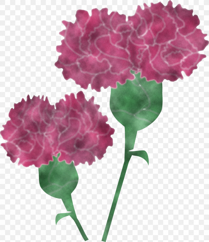 Mothers Day Carnation Mothers Day Flower, PNG, 2597x3000px, Mothers Day Carnation, Annual Plant, Artificial Flower, Carnation, Caryophyllales Download Free
