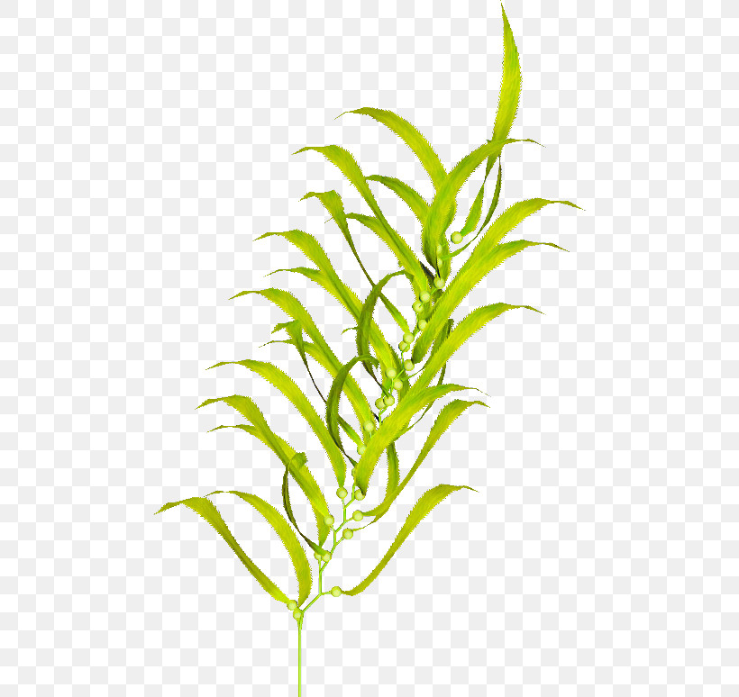 Plant Flower Leaf Terrestrial Plant Grass Family, PNG, 480x774px, Plant, Flower, Grass, Grass Family, Leaf Download Free